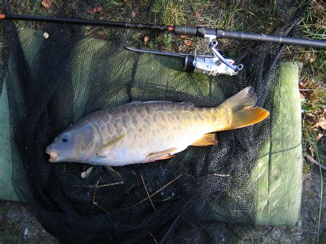 Mirror Carp - British Wildlife Wiki