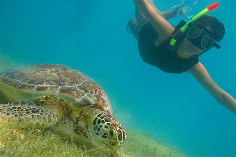 Snorkel Trips in Akumal Bay with Akumal Dive Center