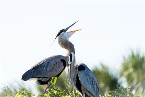 Blue Herons Symbolism: What Does it Mean to Dream About Blue Herons ...