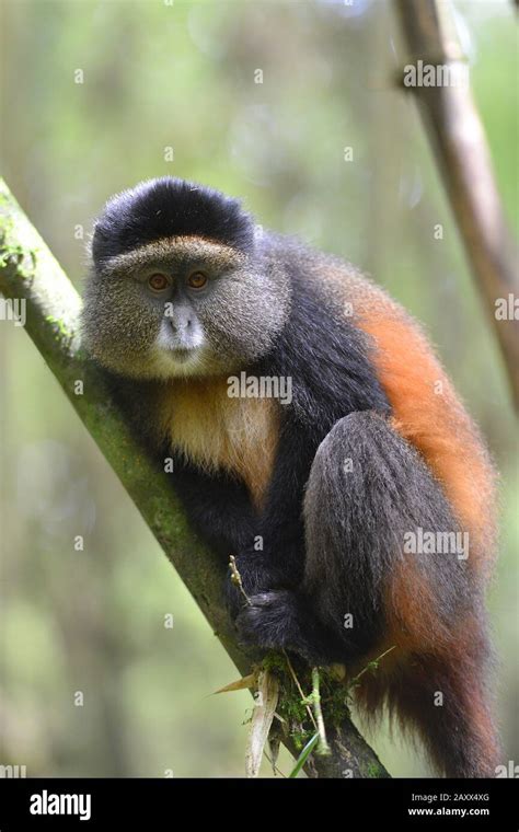 Monkeys in the bamboo forest hi-res stock photography and images - Alamy