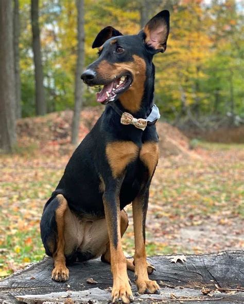 Doberman Pinscher And German Shepherd Mix