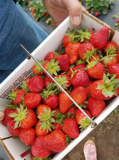 Freeze Dried Sliced Strawberries – Texas Natural Freeze Dried Products