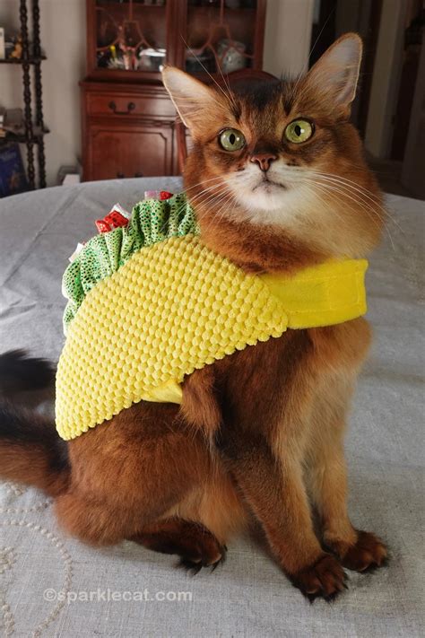 Celebrating National Taco Day as Taco Cat - Summer’s Fabulous Cat Life