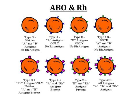 Describe The Abo Blood Type System