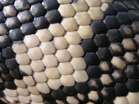 Snake Texture | Close up art, Patterns in nature, Reptile skin