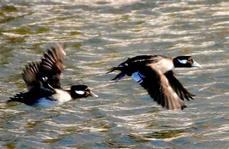 Bufflehead - Description, Habitat, Image, Diet, and Interesting Facts