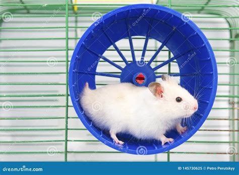 Hamster running stock image. Image of domestic, closeup - 145730625