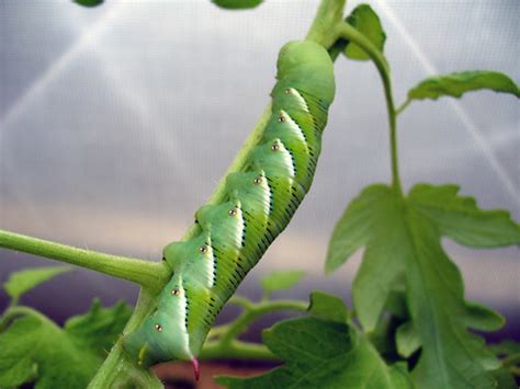 Tobacco Hornworm (Manduca sexta) on Tomato | Please visit my… | Flickr