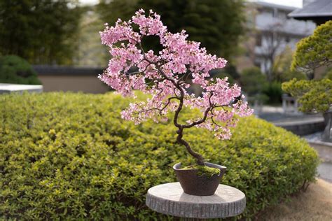 Care guide for the Cherry Bonsai tree (Prunus) - Bonsai Empire | Cherry ...