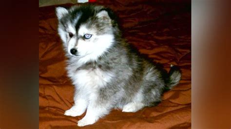 Teacup Husky Full Grown