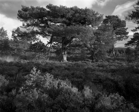 McMaster Art | Galleries | Rothiemurchus Forest - Aviemore