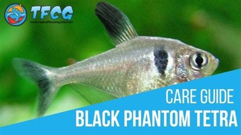 Black Phantom Tetra Care: Size, Life Span, Tank Mates, Breeding