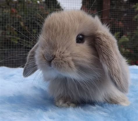 Mini Lop For Sale | Rabbits | Breed Information | Omlet