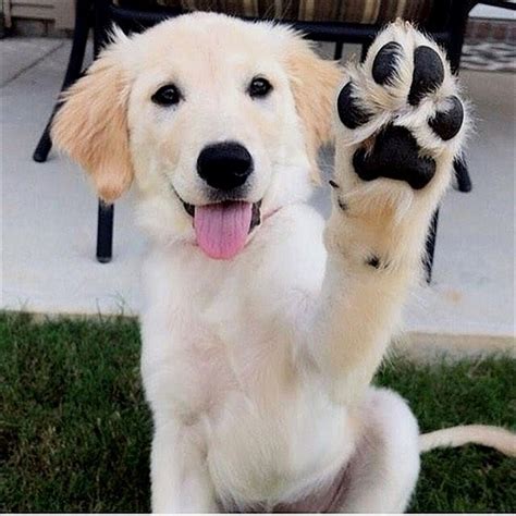 💬 High five... | Really funny dog videos, Funny dog videos, Dogs