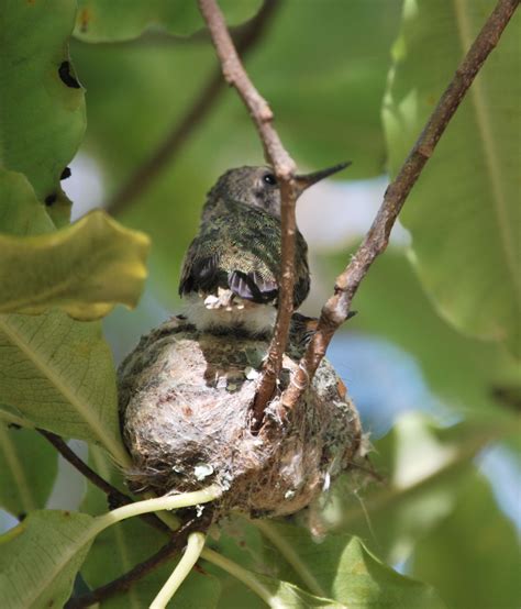 Hummingbird nest Hummingbird Nests, Wildlife Habitat, Bird Feeders ...