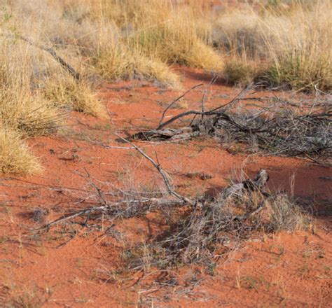 Australia Desert – For Our Grandchildren