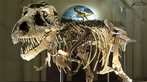 5 Most Impressive Dinosaur Fossils Ever Found - Catawiki