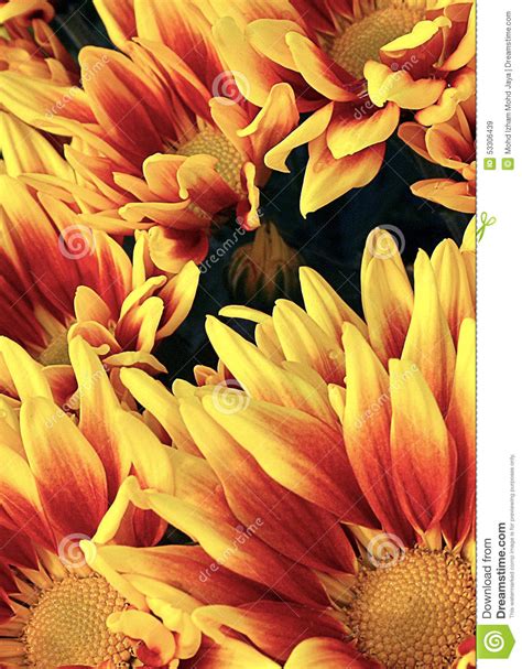 Close-up Photo of Sunflower Flower Stock Image - Image of close, macro: 53306439