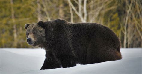 What to do if you come across a bear or mountain lion