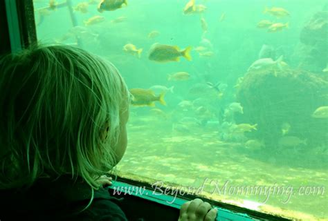 Get Up Close with Sea Animals at the Miami Seaquarium