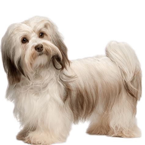 Havanese Dog Breed Information - Dognomics