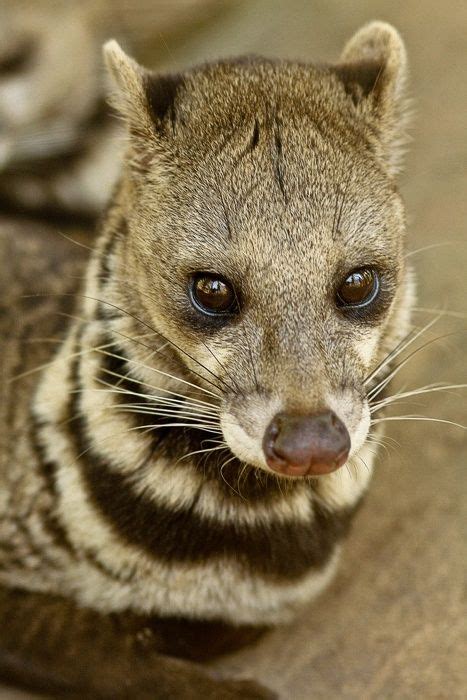 Civet Cat | Weird animals, Unusual animals, Animals