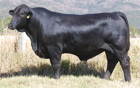 Top 10 Black Cattle Breeds: An Overview