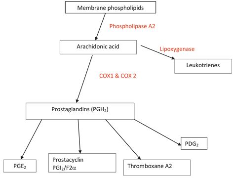 Mechanism Of Action Of Nsaids Pdf - IMAGESEE