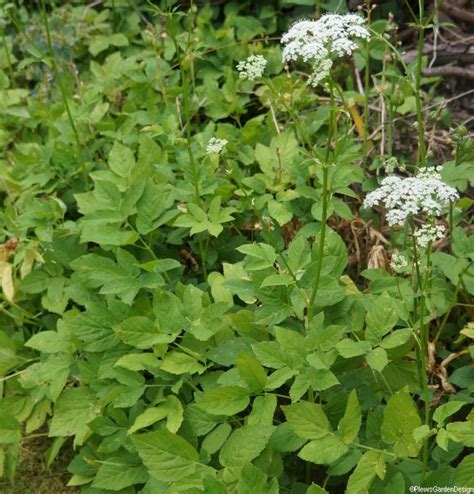 Weeds - Ground Elder | Garden Designer | Gardening Lessons