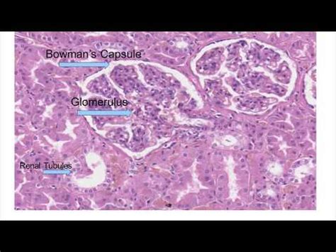 Renal papilla: characteristics, histology, functions - science - 2024