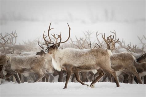 Thick Ice is Starving Arctic Reindeer: An Existential Crisis Emerges ...