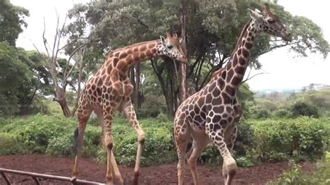 Giraffe Centre in Nairobi - YouTube