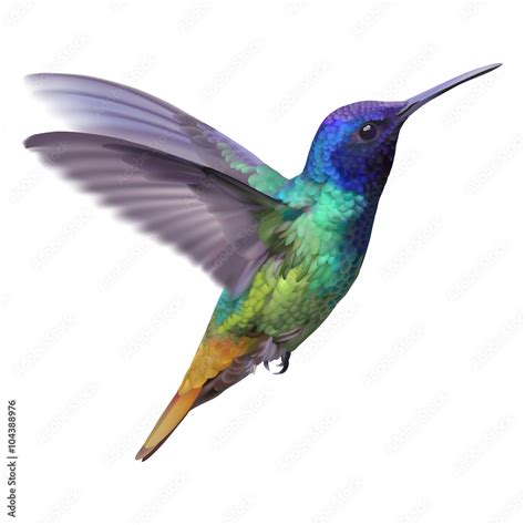 Hummingbird - Golden tailed sapphire. Hand drawn vector illustration of ...