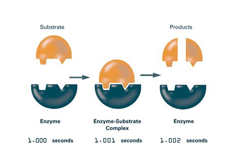 Enzyme Substrate Complex Animation