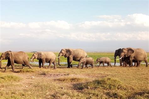 Amboseli National Park Day Trip:Mt Kilimanjaro Views