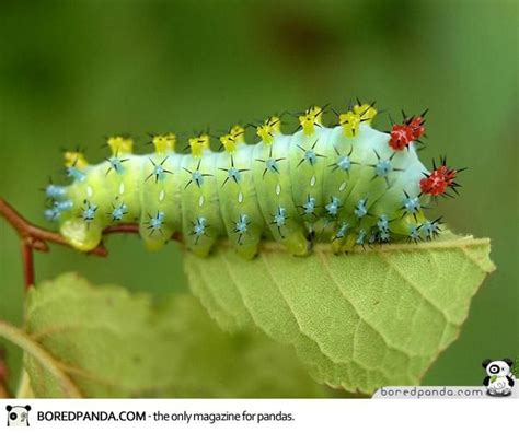 Color neon green caterpillar | Cecropia moth, Moth caterpillar, Cool ...