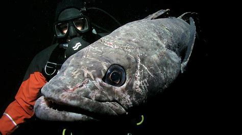 Antarctic toothfish - Alchetron, The Free Social Encyclopedia