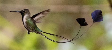 Marvelous Spatuletail Hummingbird | Huembo | ECOAN | Photography