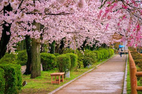 Japan's cherry blossoms appeared unexpectedly in October and people are ...