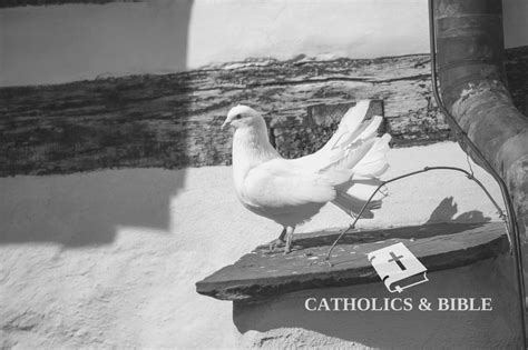 What Does A Dove Symbolize In The Bible? — Catholics & Bible