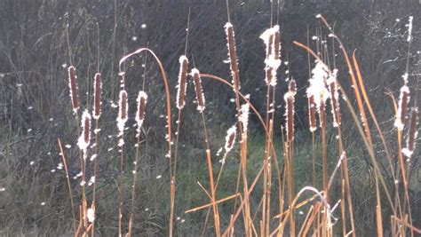 cattail adult many fall seed dispersal Stock Footage Video (100% ...