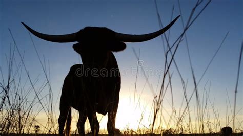 Texas Longhorn Cattle Farming Sunset / Sunrise Landscape Stock Video - Video of cows, cattle ...