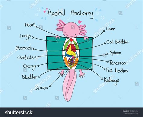 Axolotl Easy Anatomy Explanation 库存矢量图（免版税）1713926194 | Shutterstock