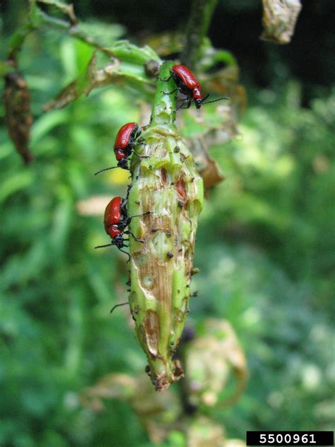 lily leaf beetle (Lilioceris lilii)