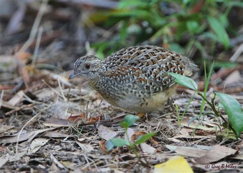 Keeping and breeding the painted button quail - Aviculture Hub