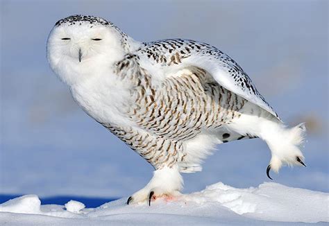 snowy owl facts for kids - Animals Time