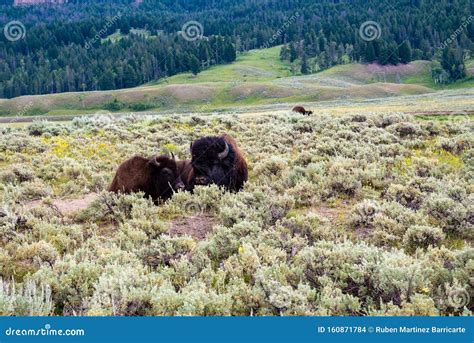 Wildlife at Lamar Valley in Yellowstone National Park Stock Photo - Image of love, horn: 160871784