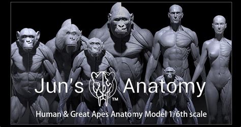 anatomy, animal, reference, ape, apes, gorilla, chimp, chimpanzee ...