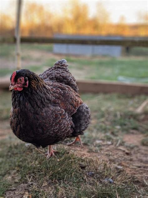 Heritage Breed Chickens and Why We Love Them