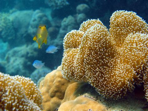 Free Stock image of Coral growing on an underwater reef | ScienceStockPhotos.com